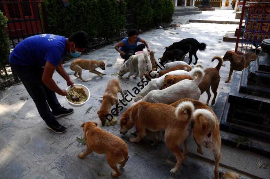 همه از غذا دادن به سگ های ولگرد لذت نمی برند