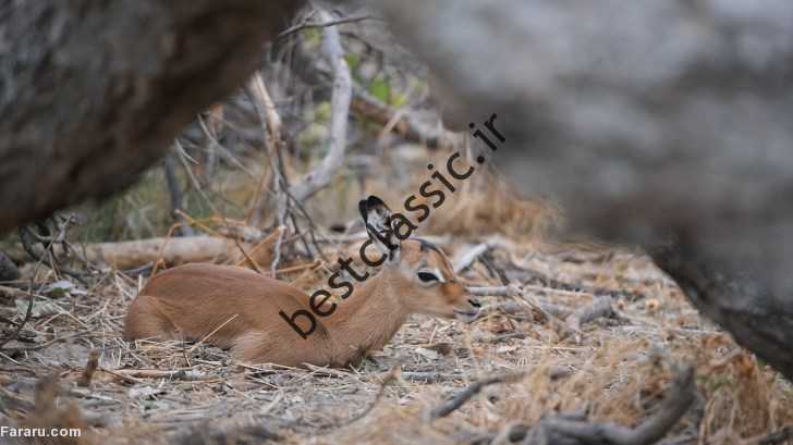 (ویدئو)