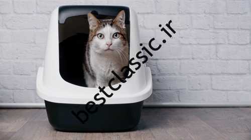 معنی کلمه چیست؟